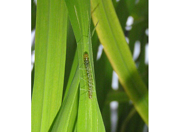 害虫の対策 よく分かる水稲栽培