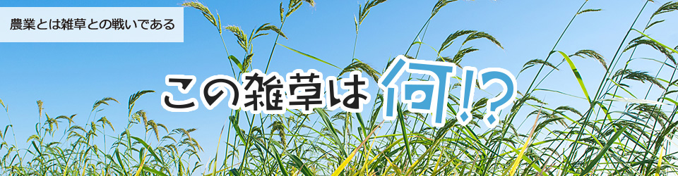 雑草の対策 よく分かる水稲栽培