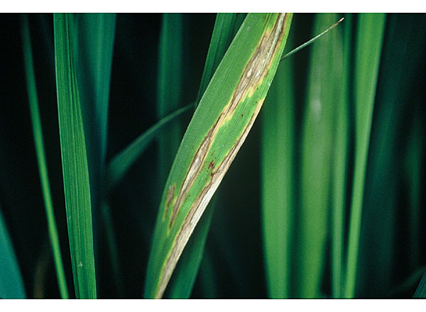 病気の対策 よく分かる水稲栽培