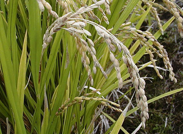 病気の対策 よく分かる水稲栽培